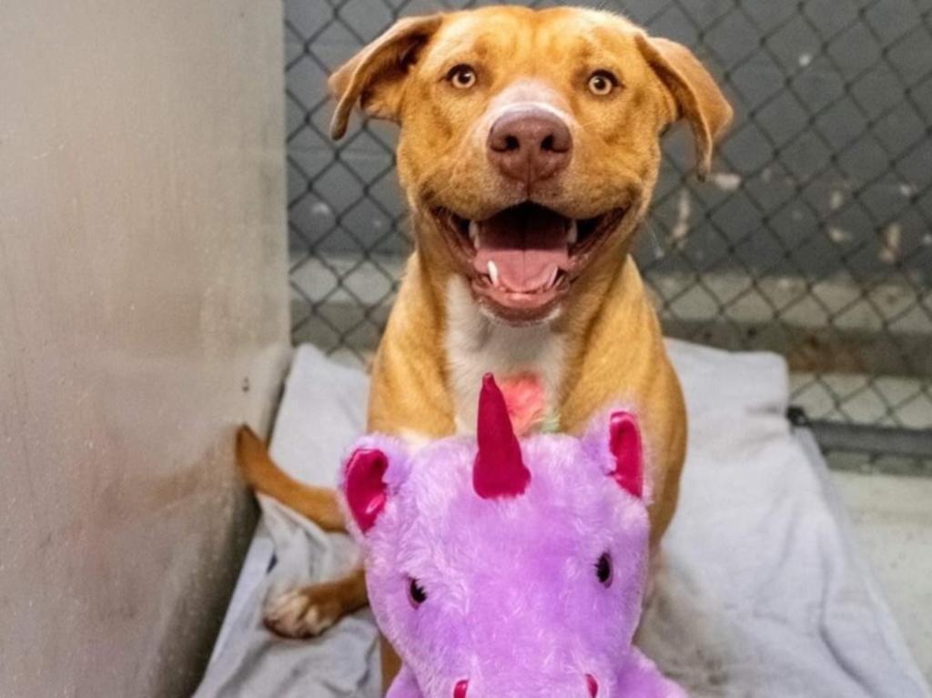 FOTOGALERÍA: Adorable perrito roba 5 veces un unicornio.