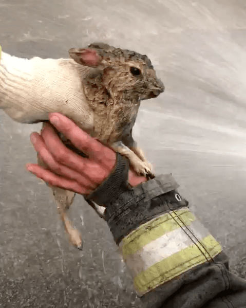 VIDEO: Conejito es salvado entre las llamas en el Estado de México.