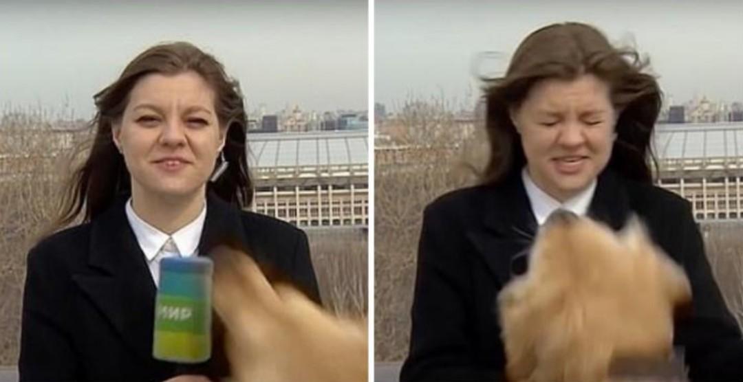 OMG: Perrito le quita micrófono a reportera en vivo.