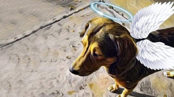 Un perrito fue cruelmente asesinado en los Mochis.