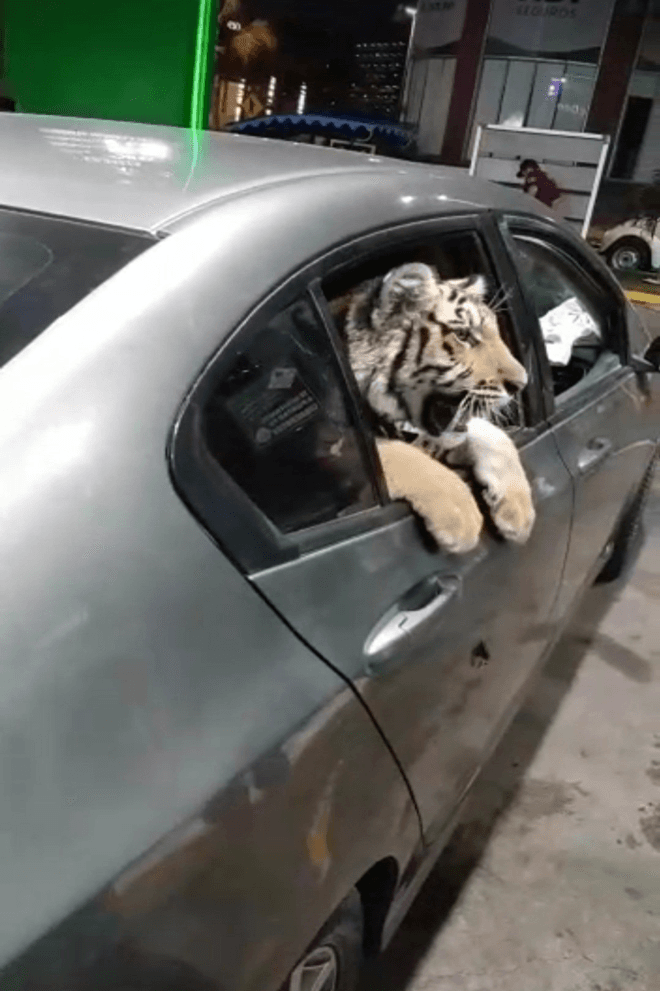 Pasean Tigre de Bengala dentro de un vehículo en el malecón de Mazatlán