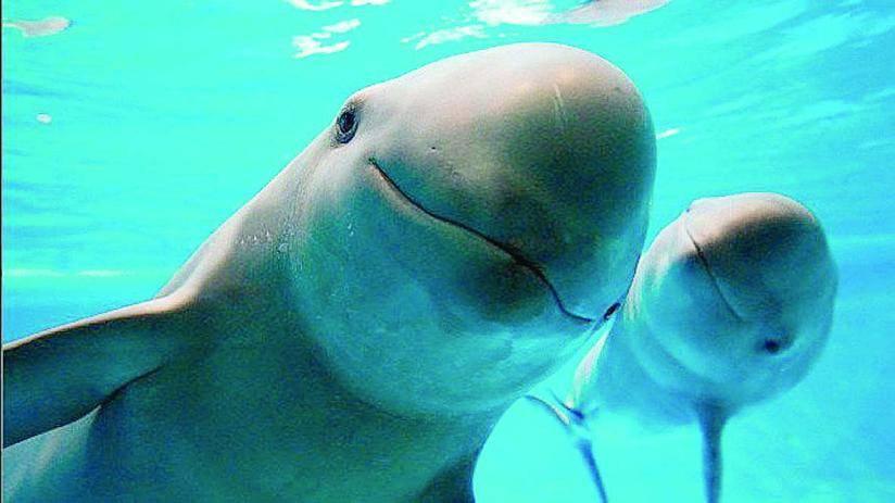 Sólo quedan 10 vaquitas marinas, informan expertos