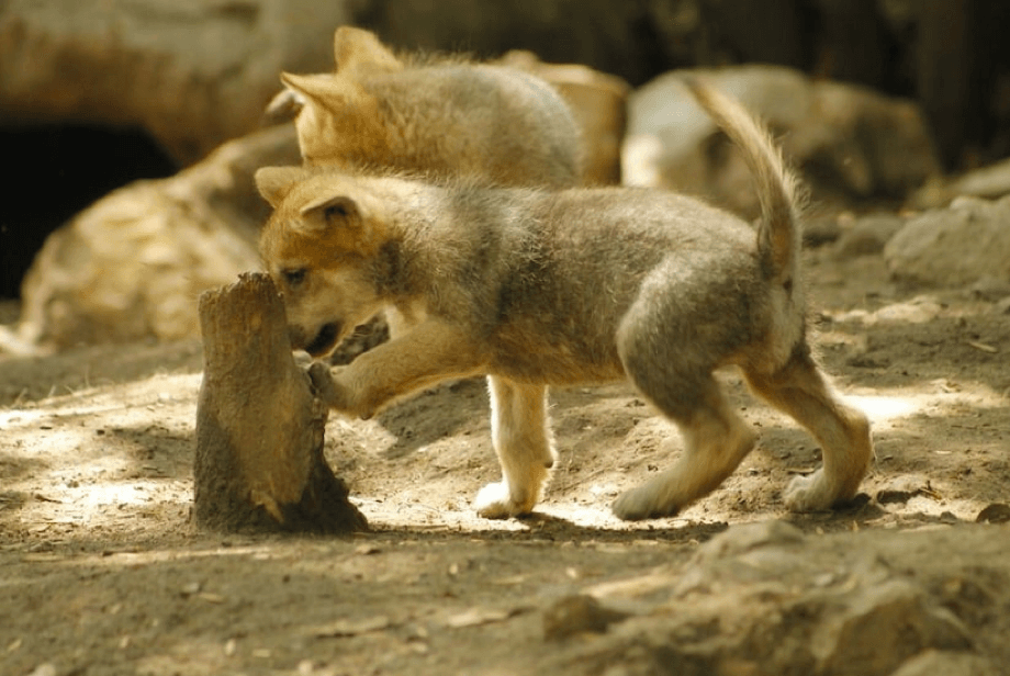 Un cachorro de lobo del Zoológico de Chapultepec emite sus primeros aullidos