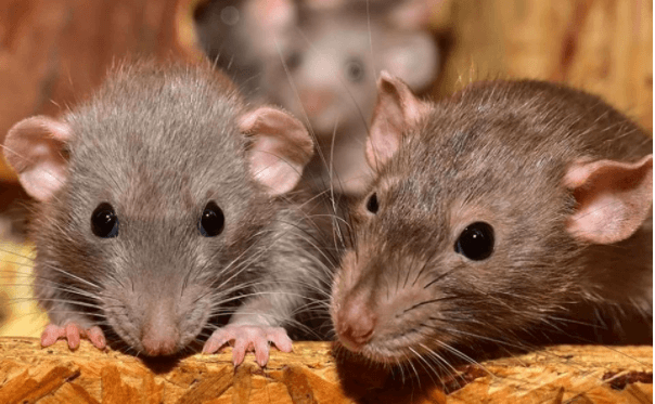 Primer caso de Hantavirus en humanos en Estados Unidos es registrado