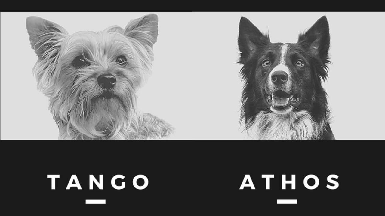 Mueren dos perros rescatistas envenenados