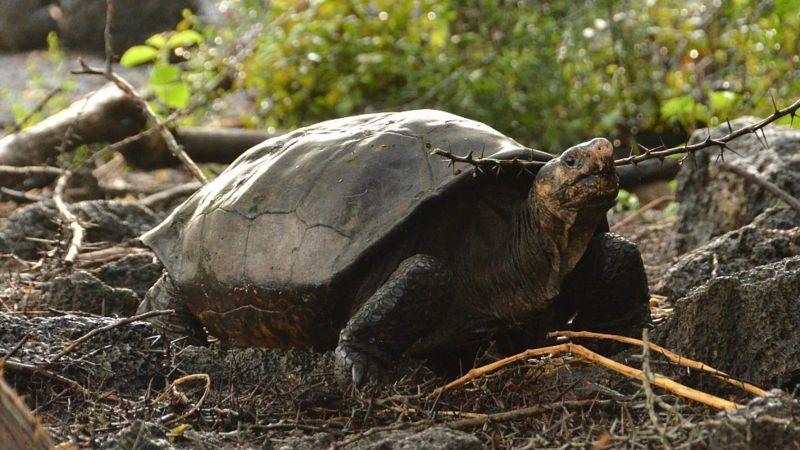 Hallan tortuga gigante considerada extinta desde hace 100 años