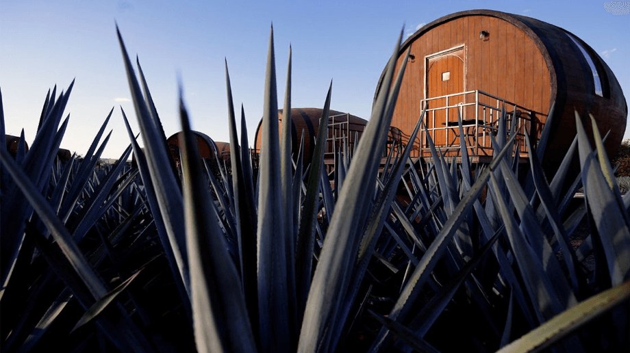 Conoce a los famosos que han colaborado con Jalisco para tener su propia marca de Tequila