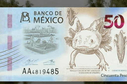 Conoce al nuevo billete de 50 pesos con un ajolote