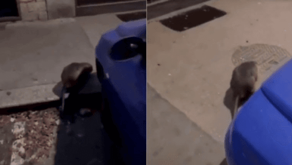 Video: rata gigante es captada paseando por las calles de Nueva York