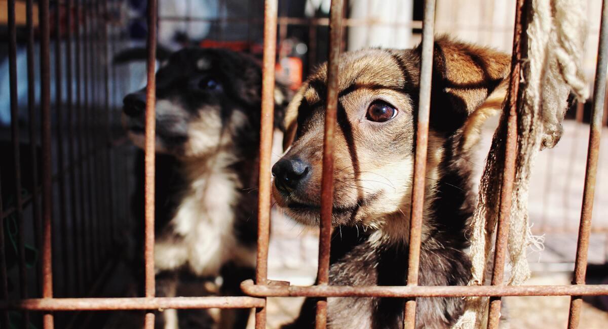 Urge endurecer ley para proteger a animales en Guanajuato