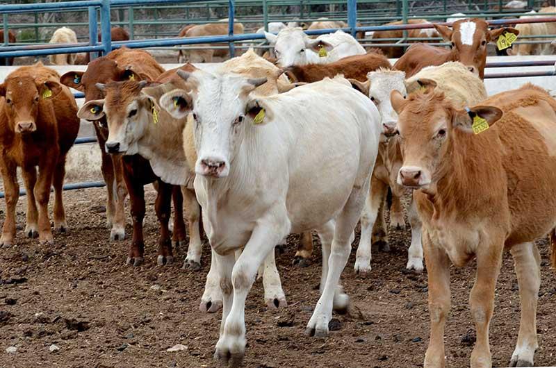 Sequía orilla a productores  a vender 20 por ciento de sus cabezas de ganado