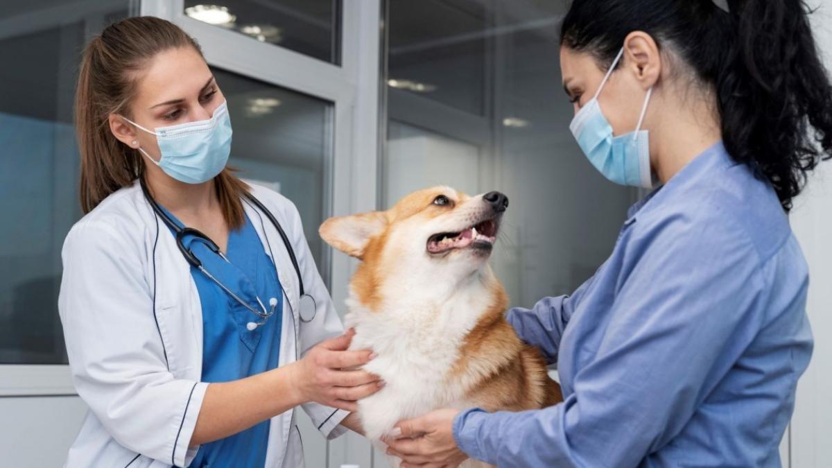 Colocan piedra para primer Hospital Veterinario Regional en León
