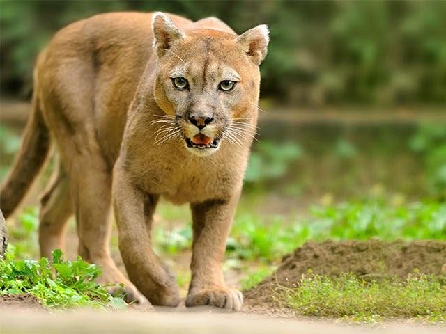 Puma ataca a mujer en &#8220;El Tesoro&#8221; Chetumal