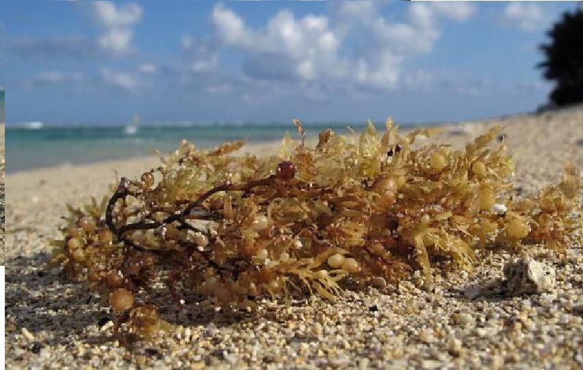 Recale masivo de sargazo en las costas de Quintana Roo