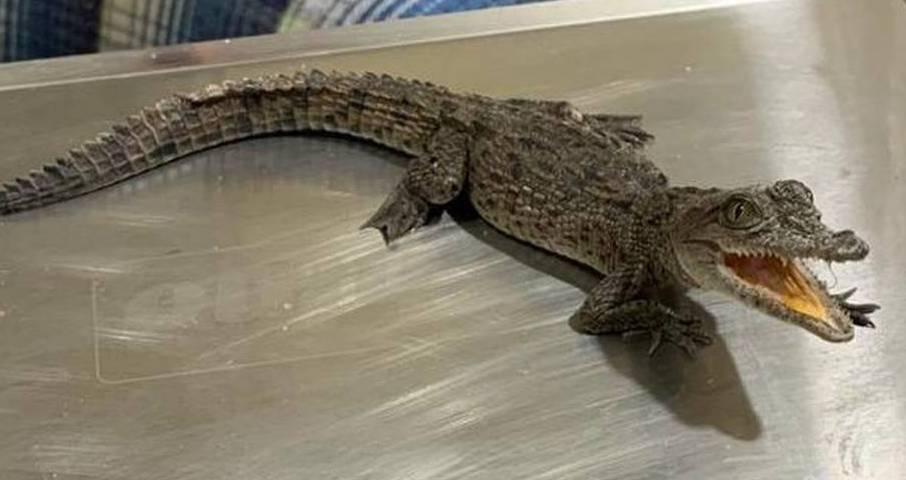 Cocodrilo fue encontrado el Parque Morelos de Guadalajara