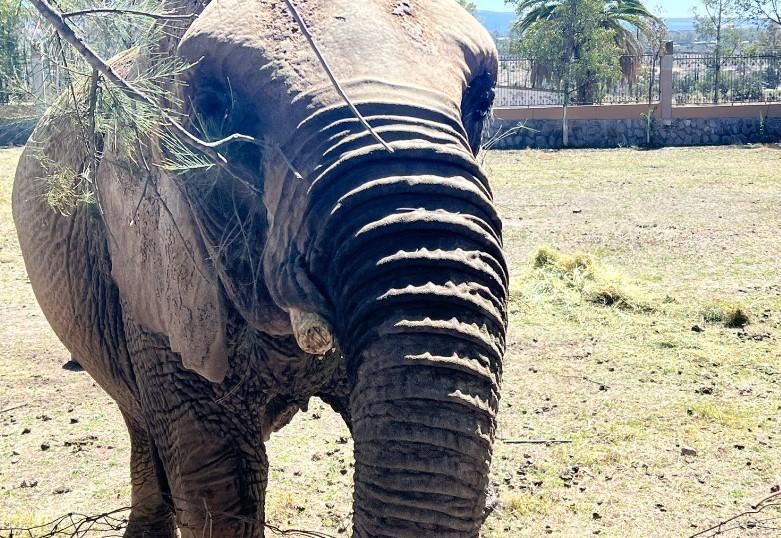 Destino de la elefanta Annie está en manos de Semarnat: director Zoo 