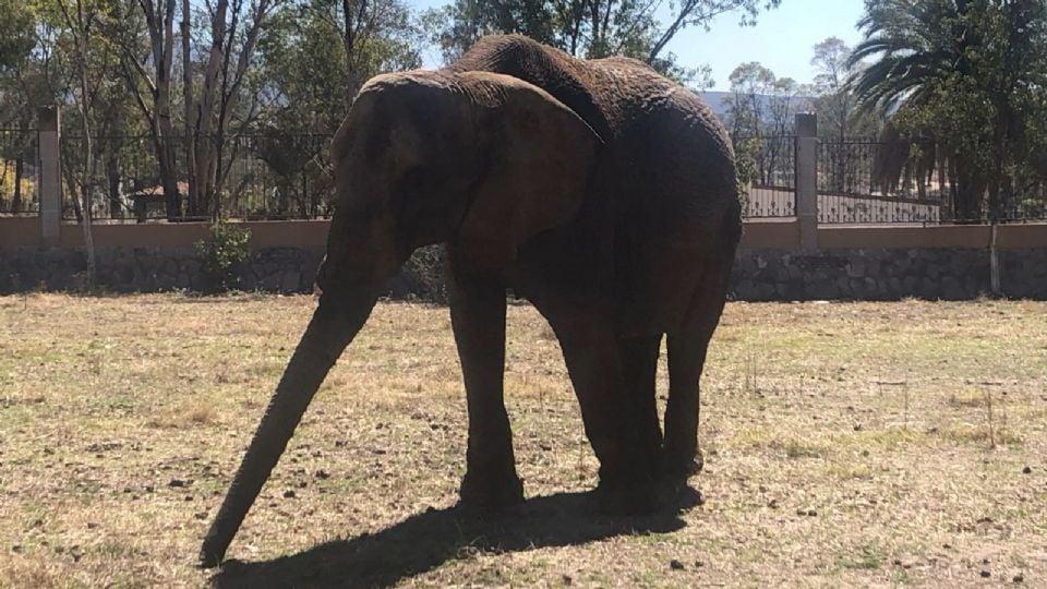 La Elefanta Annie ya alista su mudanza a Estados Unidos