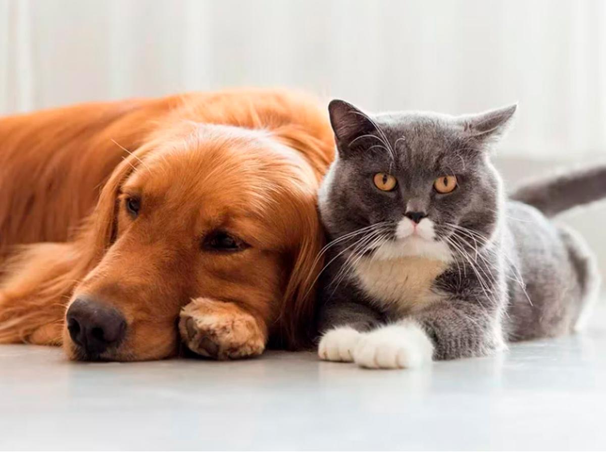 Sin clínicas veterinarias en Guanajuato por falta de dinero