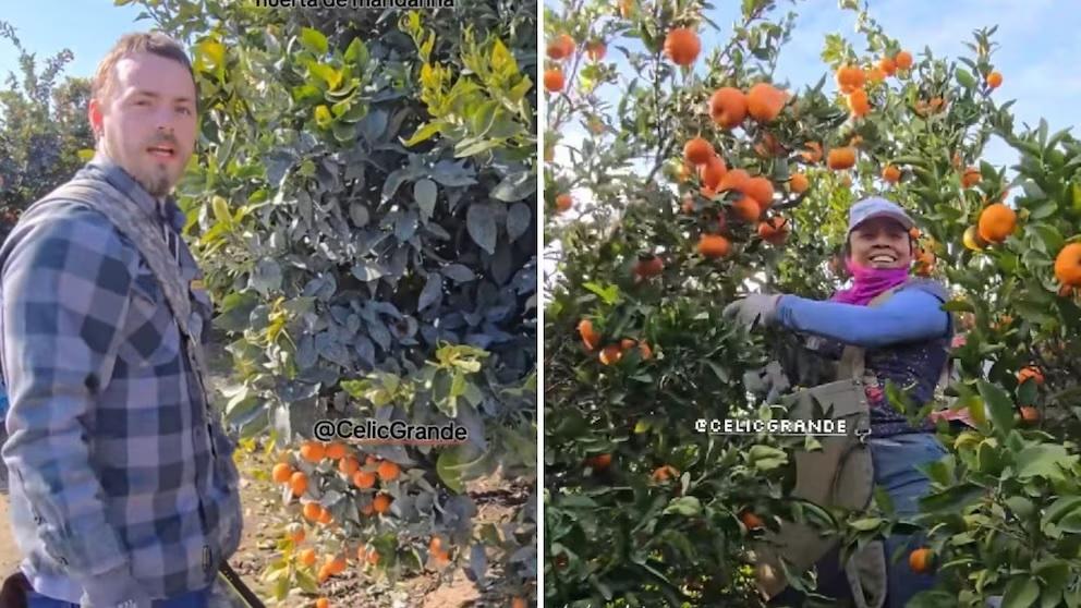 Gringos se hacen virales por no saber cortar frutas de un huerto