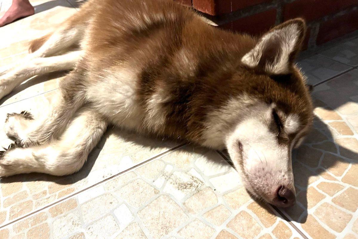 Le dijo siéntate y se fue:  Abandonan a perrito husky en Ciudad Juárez