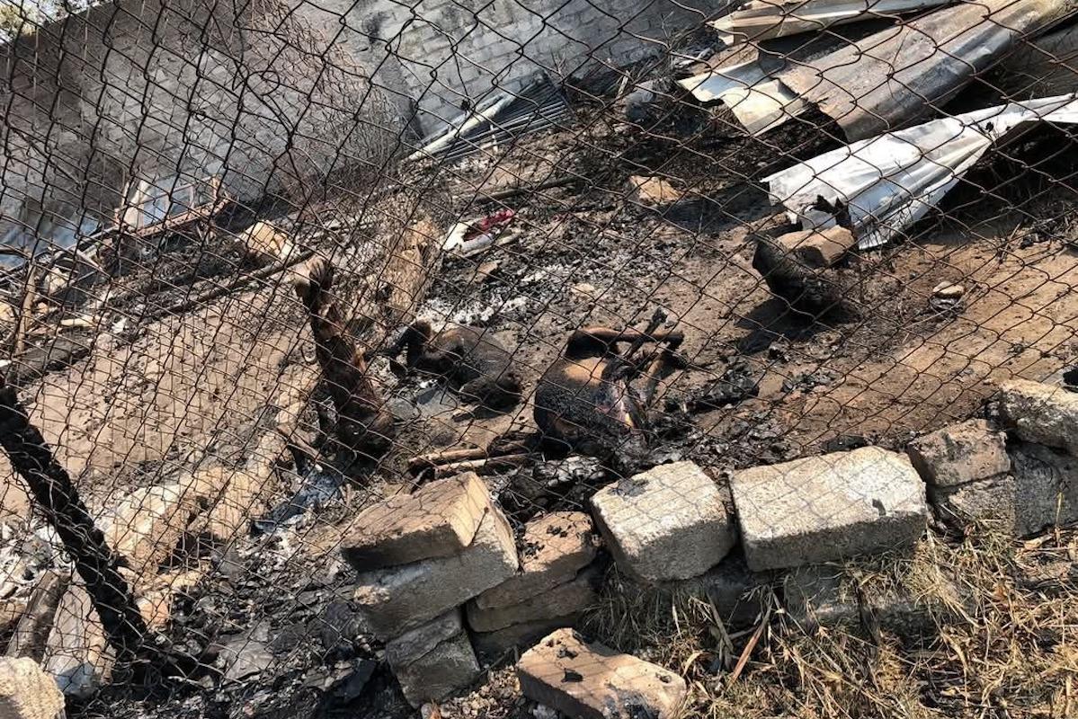 Indignación tras quema de refugio animal en Xalisco, Nayarit