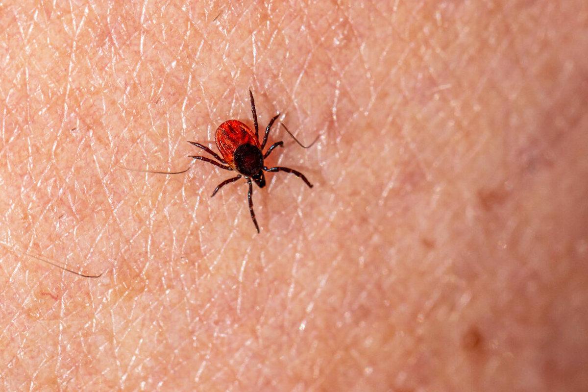 Exhorta Gobierno de Sonora a detectar a tiempo la rickettsiosis para una atención oportuna