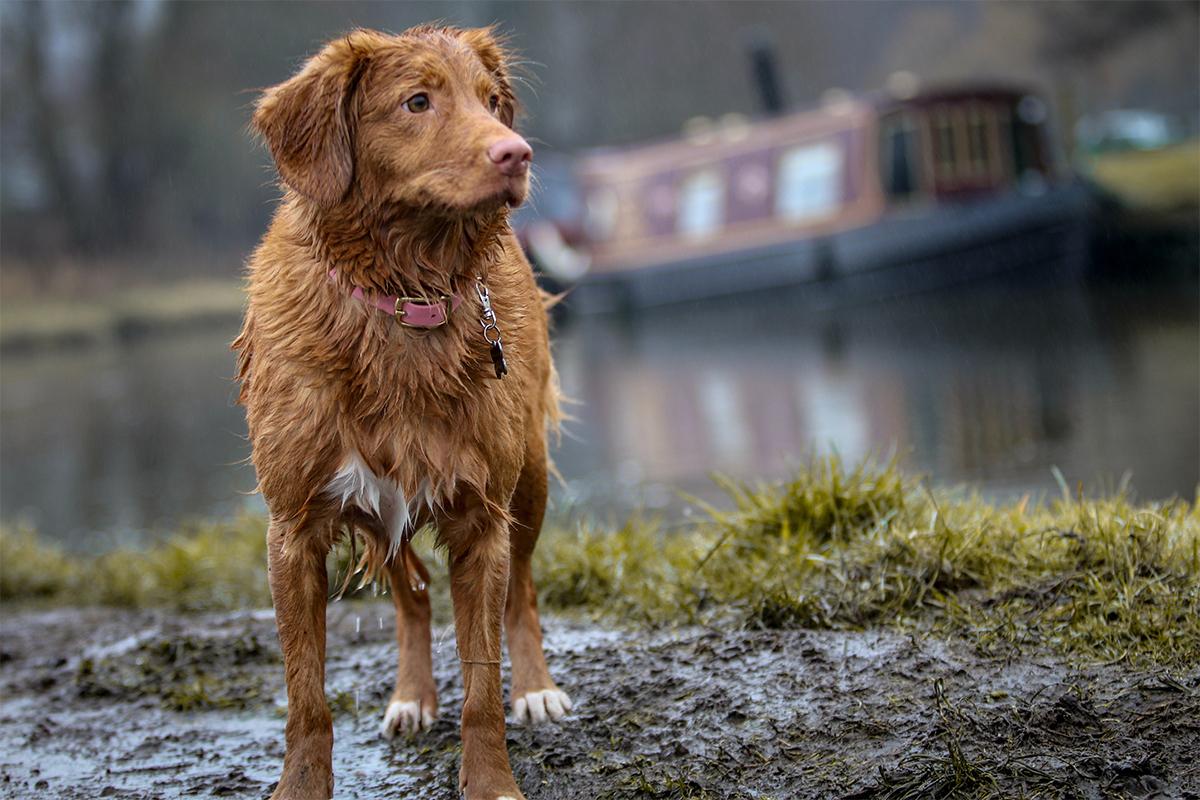 ¿Cómo cuidar a nuestros perros en temporada de lluvias?