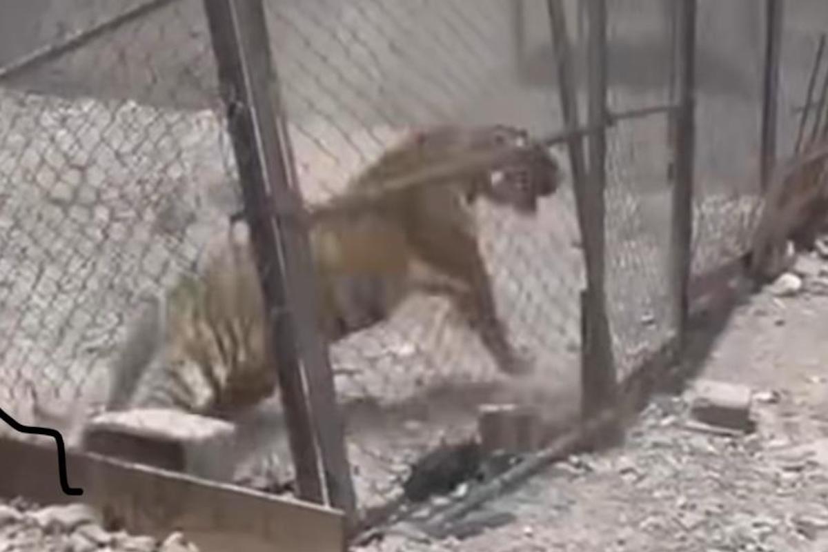 Asegura Profepa tigre en Ciudad Juárez; sin agua y enfermo