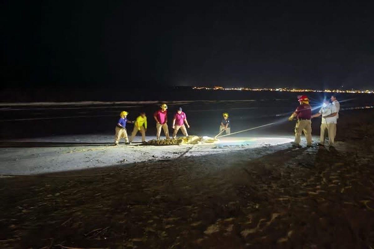 Capturan a cocodrilo que mantuvo alerta a guardavidas  Bahía de Banderas Nayarit