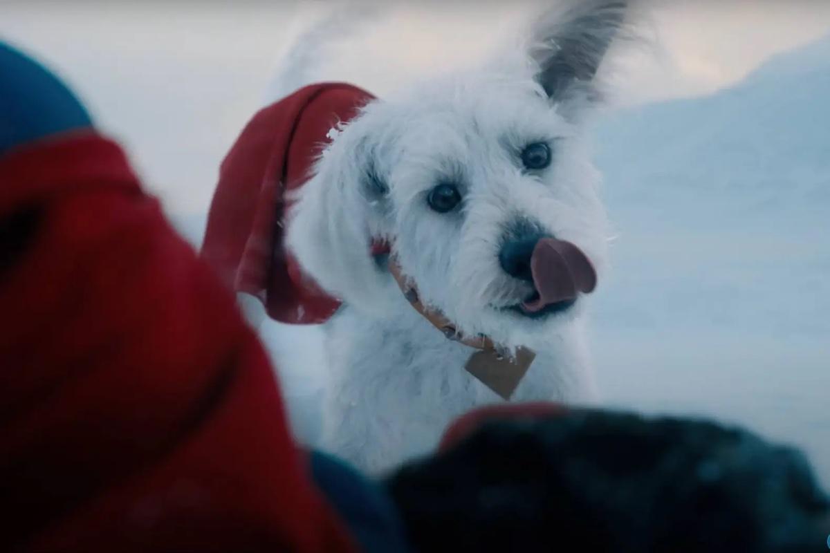 Krypto ha impulsado la adopción de perritos 