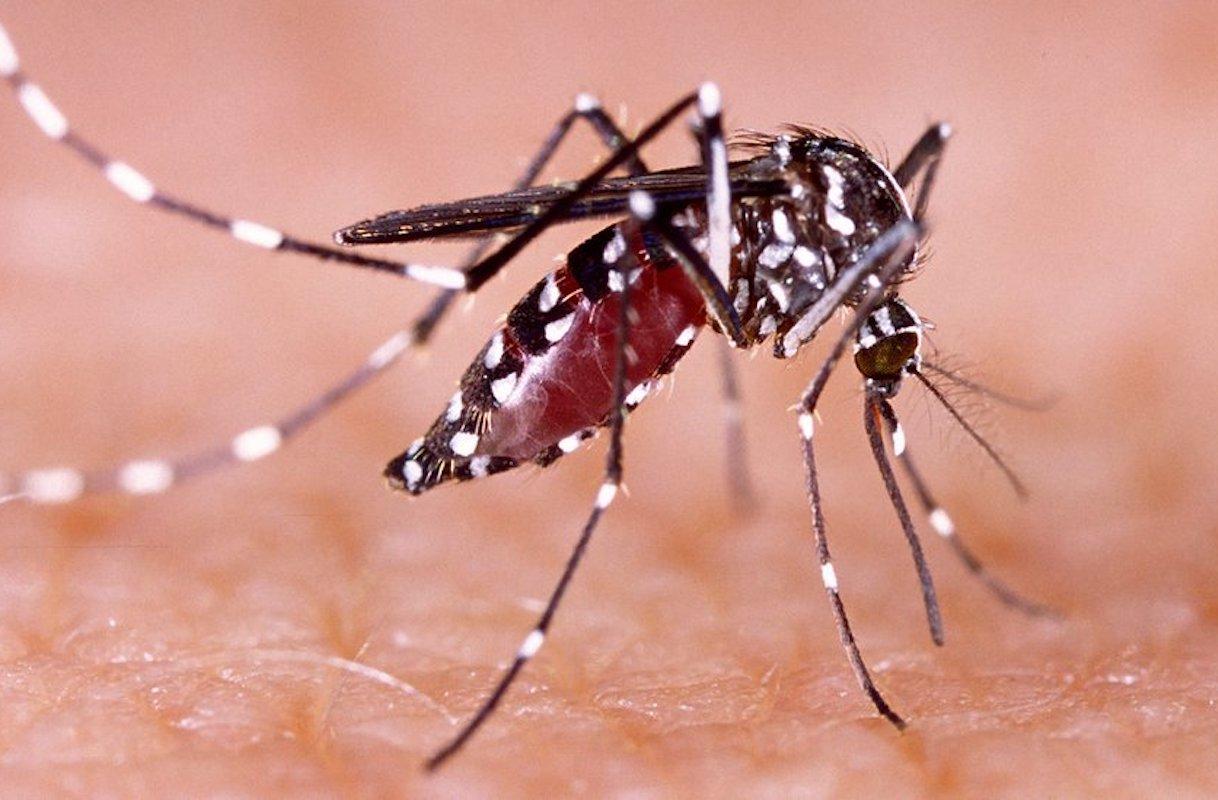 Infectológo advierte que dengue en Guanajuato llegó para quedarse