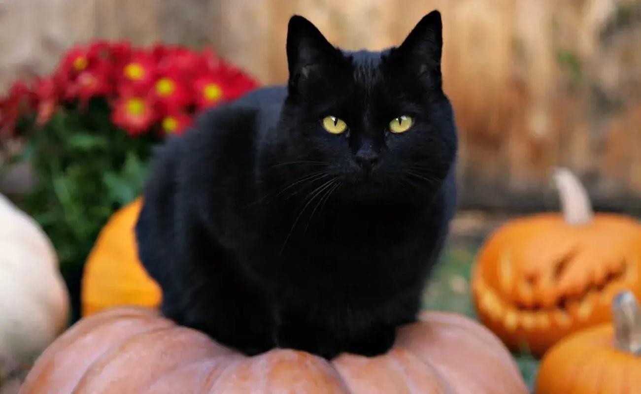Gato se hace viral en tiktok por leer el Tarot 