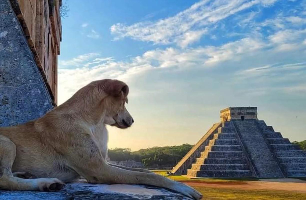 Perro guardián conquistó la pirámide de Kukulcán