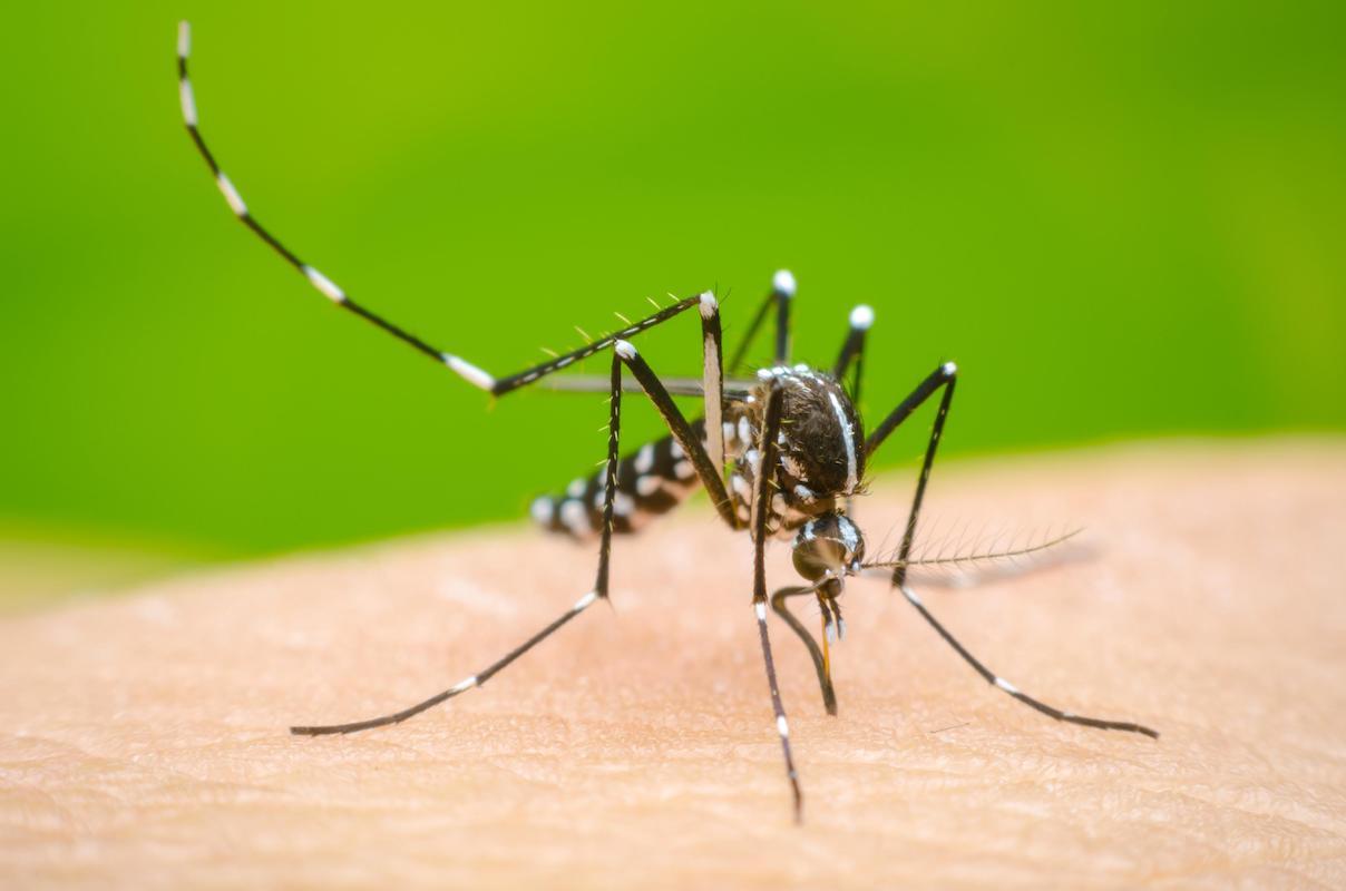 Diez colonias concentran la mayoría de 261 casos de dengue en León