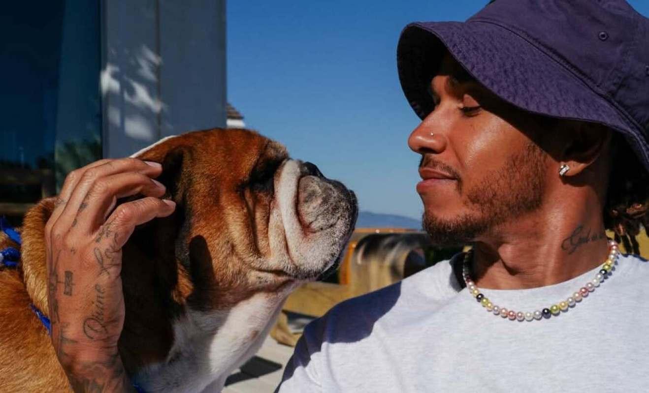 Roscoe, el perrito de Lewis Hamilton murió