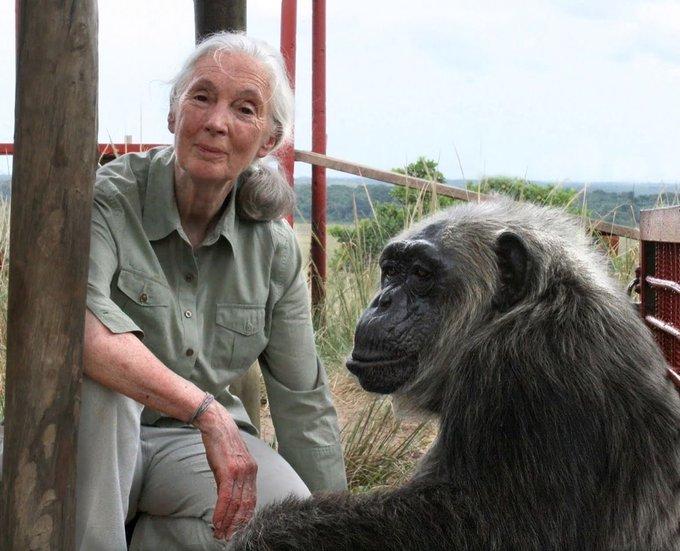 Muere Jane Goodall a los 91 años