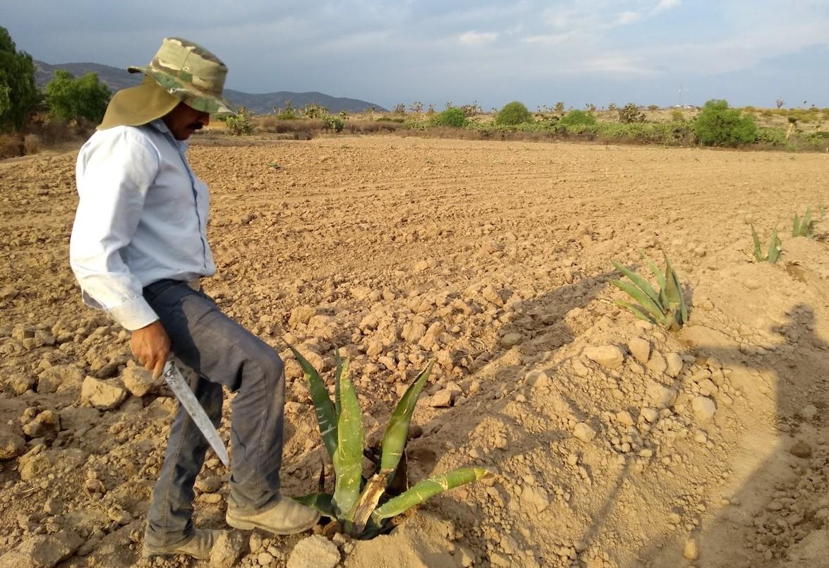 Acercan créditos a productores rurales en Guanajuato