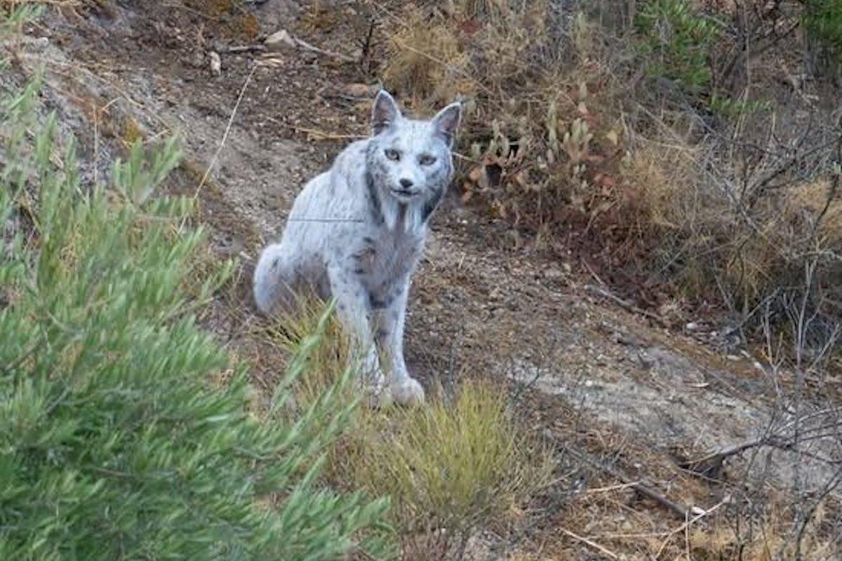Aparece lince ibérico en España y nos trae un mensaje cósmico 