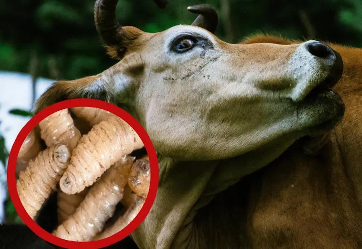 Se detectan casos de gusano barrenador en el Estado de México