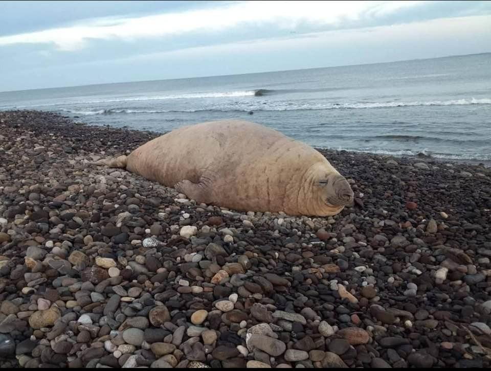 Coordinación Interinstitucional atiende avistamiento de lobo marino en playas de Nayarit