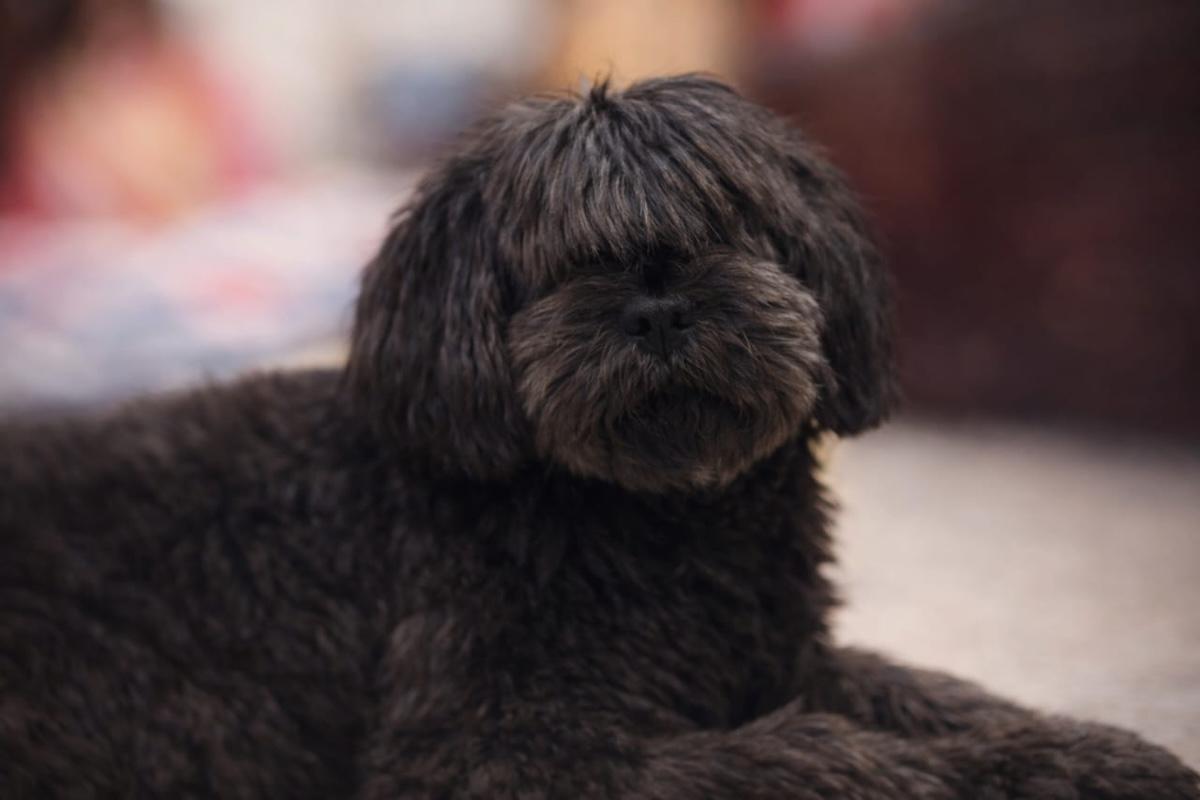 El amor más fiel: un perro enseña a amar sin condiciones
