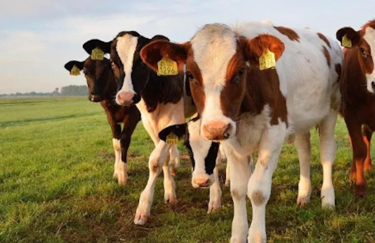 Detectan caso aislado de gusano barrenador en Guanajuato