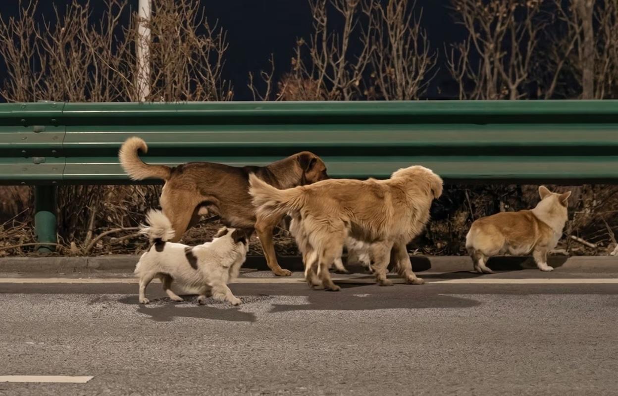 Viral: Datos curiosos sobre los siete perritos que regresaron a casa