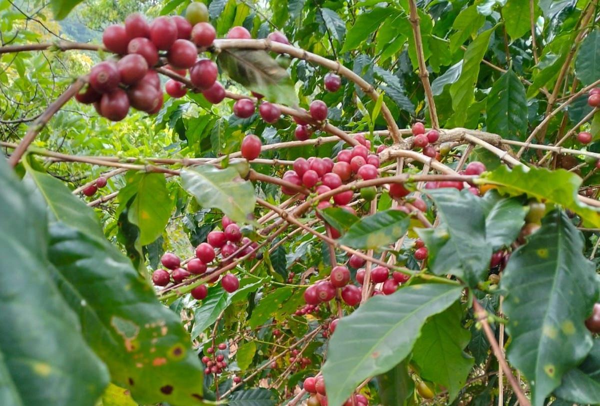 Obtiene café nayarita Denominación de Origen