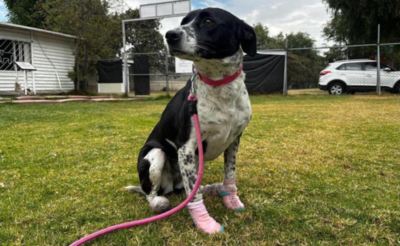 Adopción selectiva: Perritos rescatados del Metro eligen a sus nuevos dueños