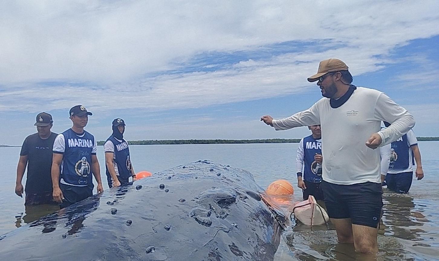 Liberan ballena varada en playa del Palmar de Cuautla, Nayarit