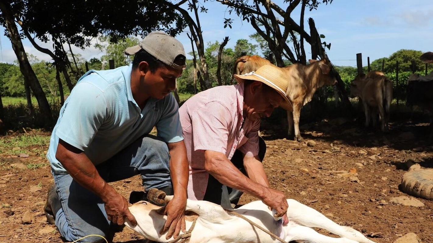 Guanajuato refuerza medidas de prevención contra el gusano barrenador