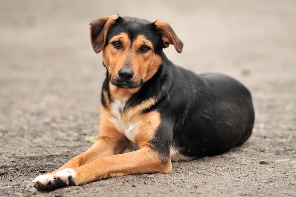 Día Mundial del Perro Sin Raza: los “lomitos” que conquistan hogares