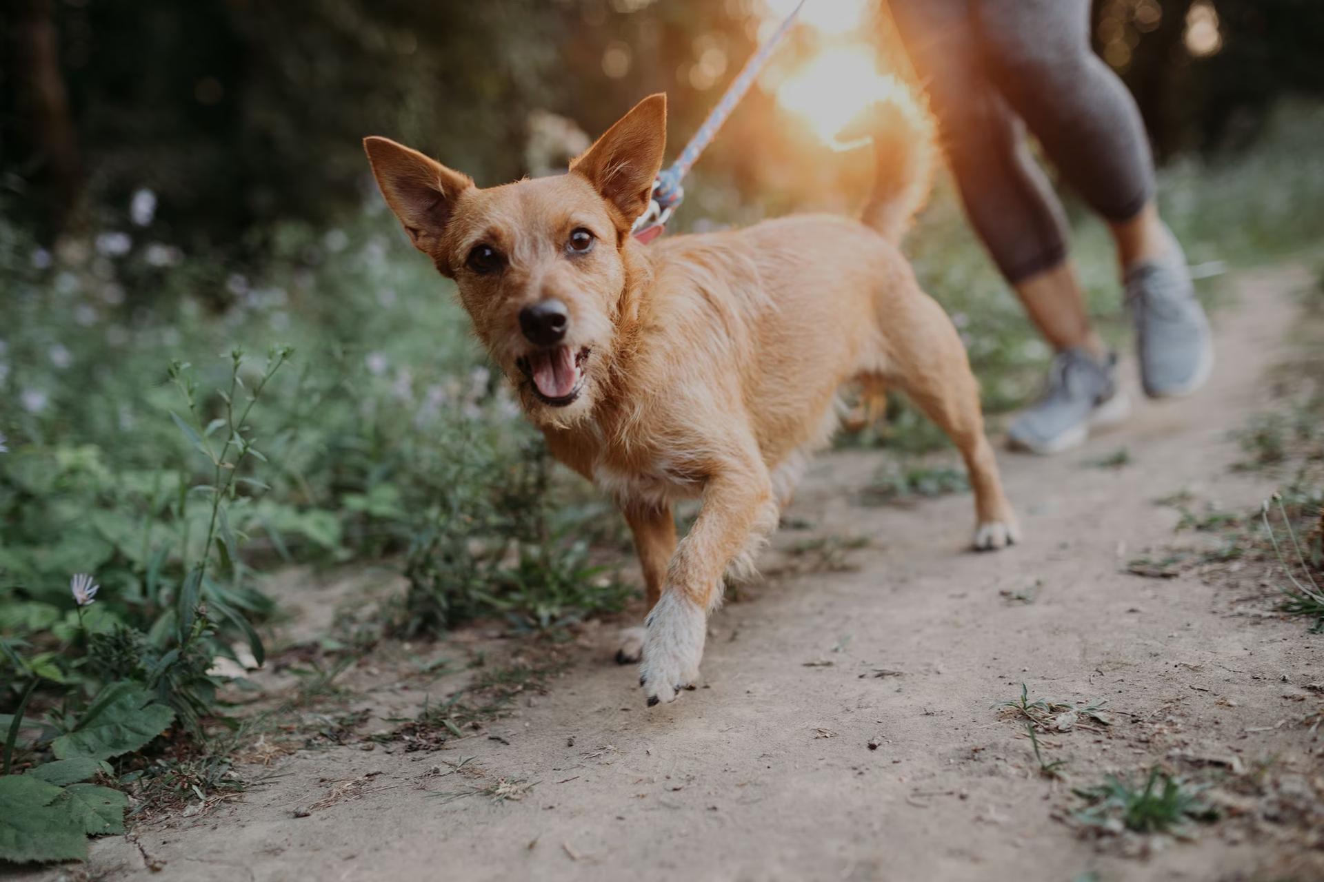 Día Mundial del Perro: el mejor amigo que también cuida tu salud y transforma tu vida