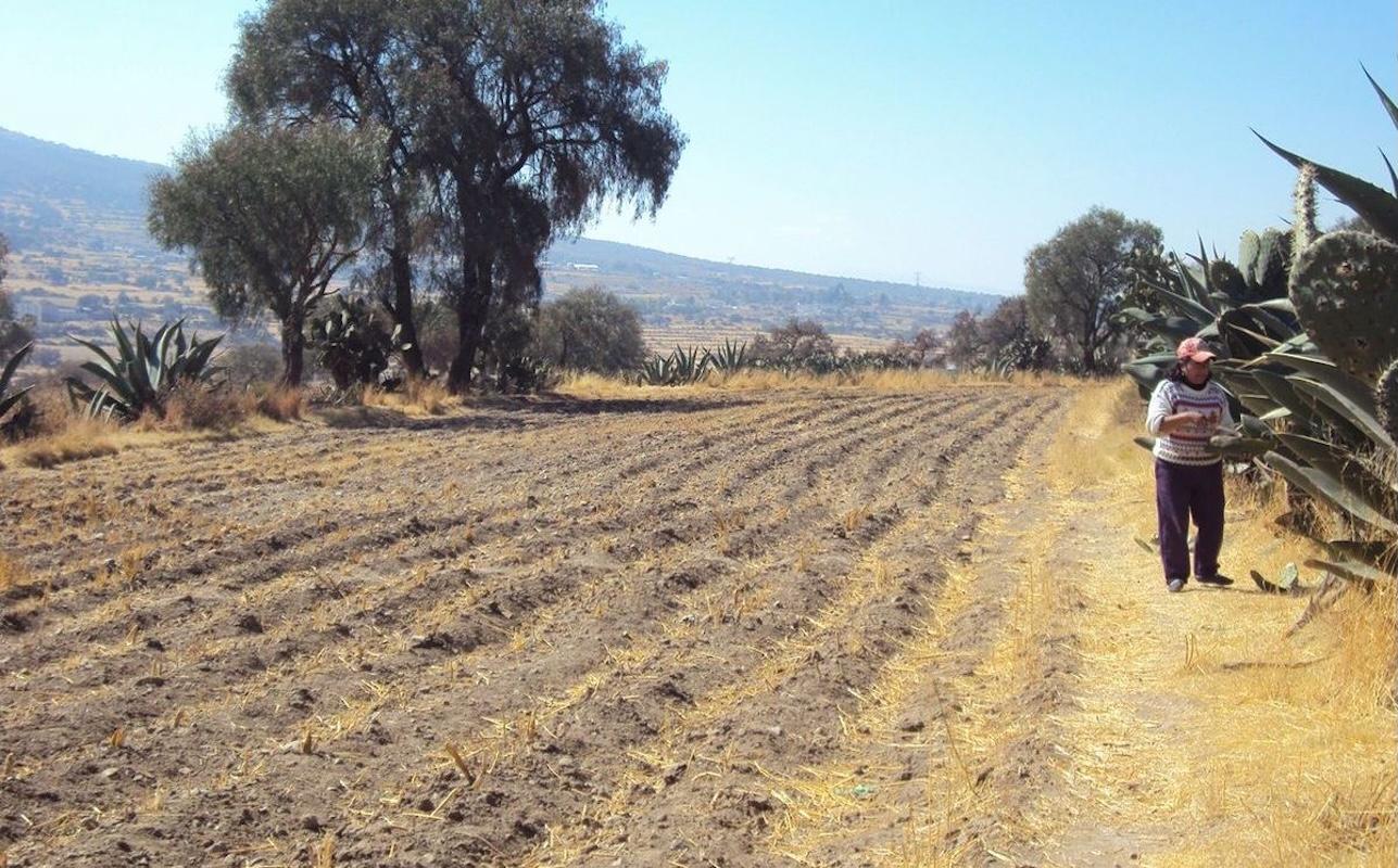 Sequía amenaza con encarecer la canasta básica; productores del Bajío piden zona de desastre